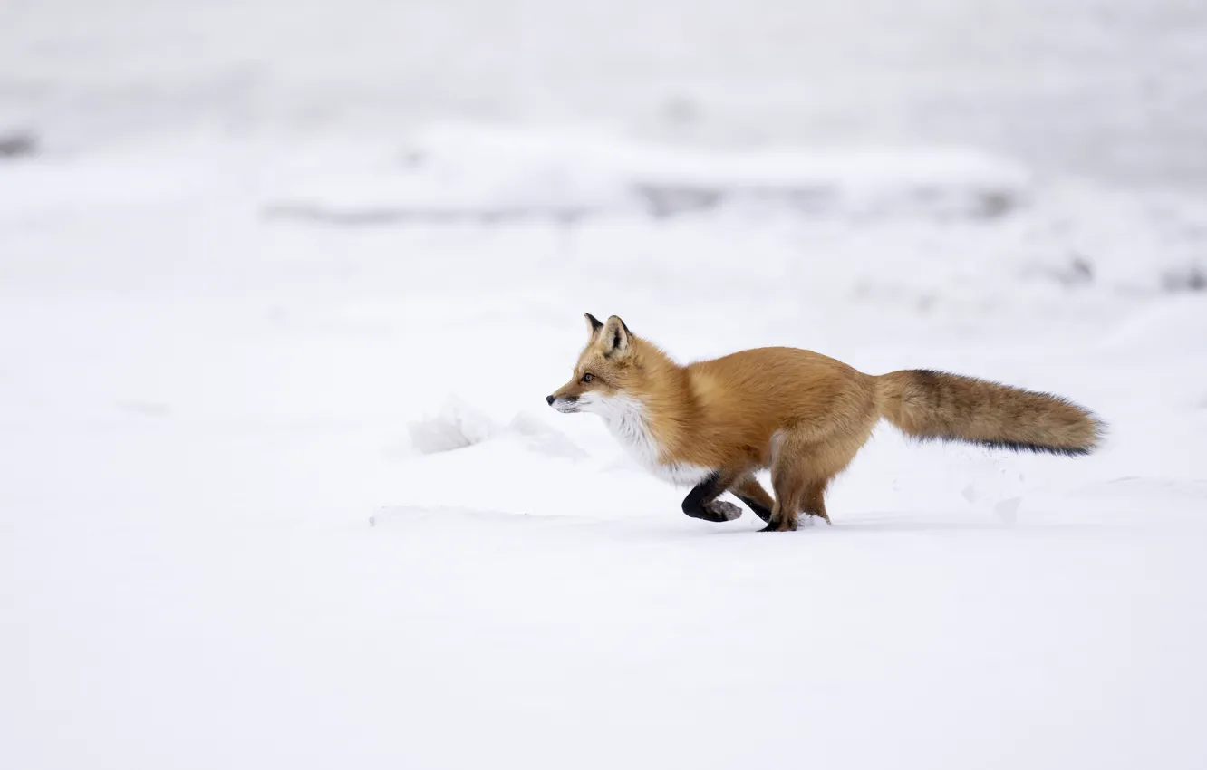Photo wallpaper winter, look, snow, pose, Fox, red, face