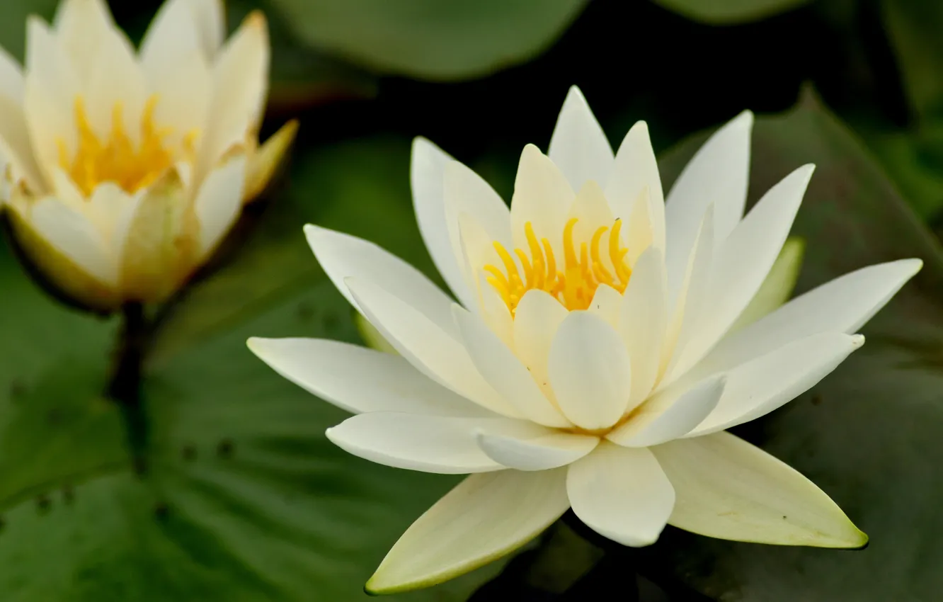 Photo wallpaper beauty, Nymphaeum, water Lily