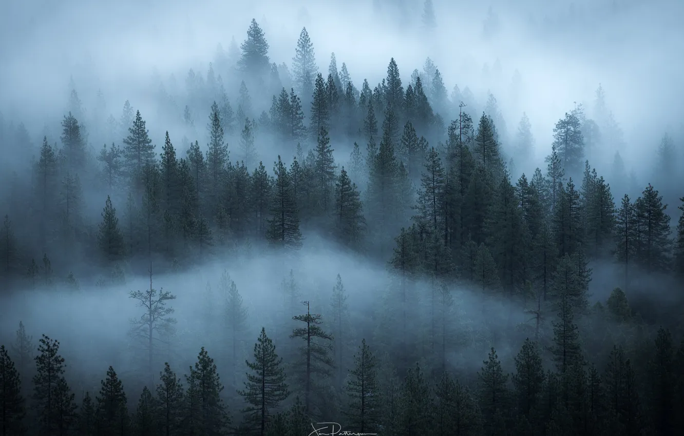 Photo wallpaper forest, nature, fog