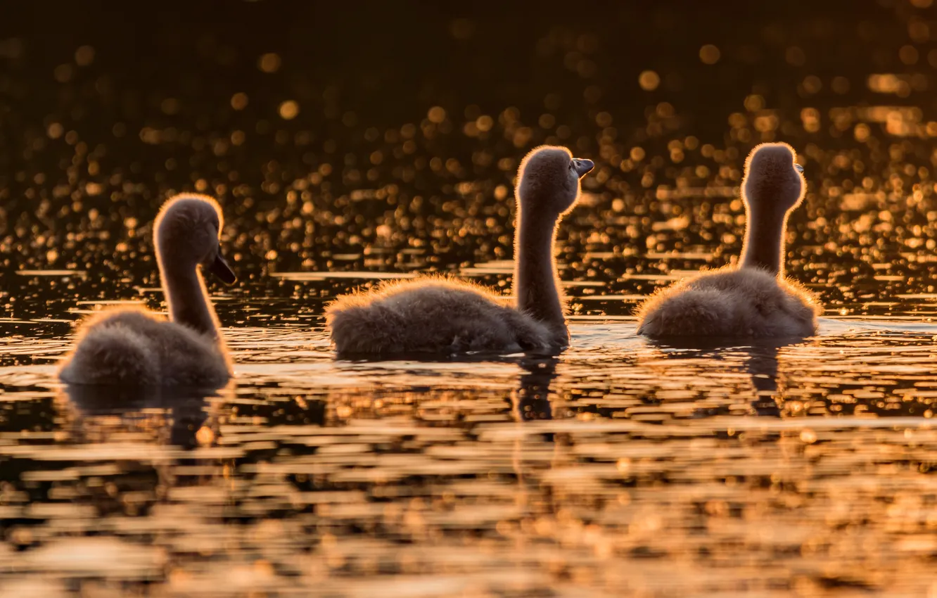 Photo wallpaper birds, trio, swans, Chicks, swimming, the Lebeda