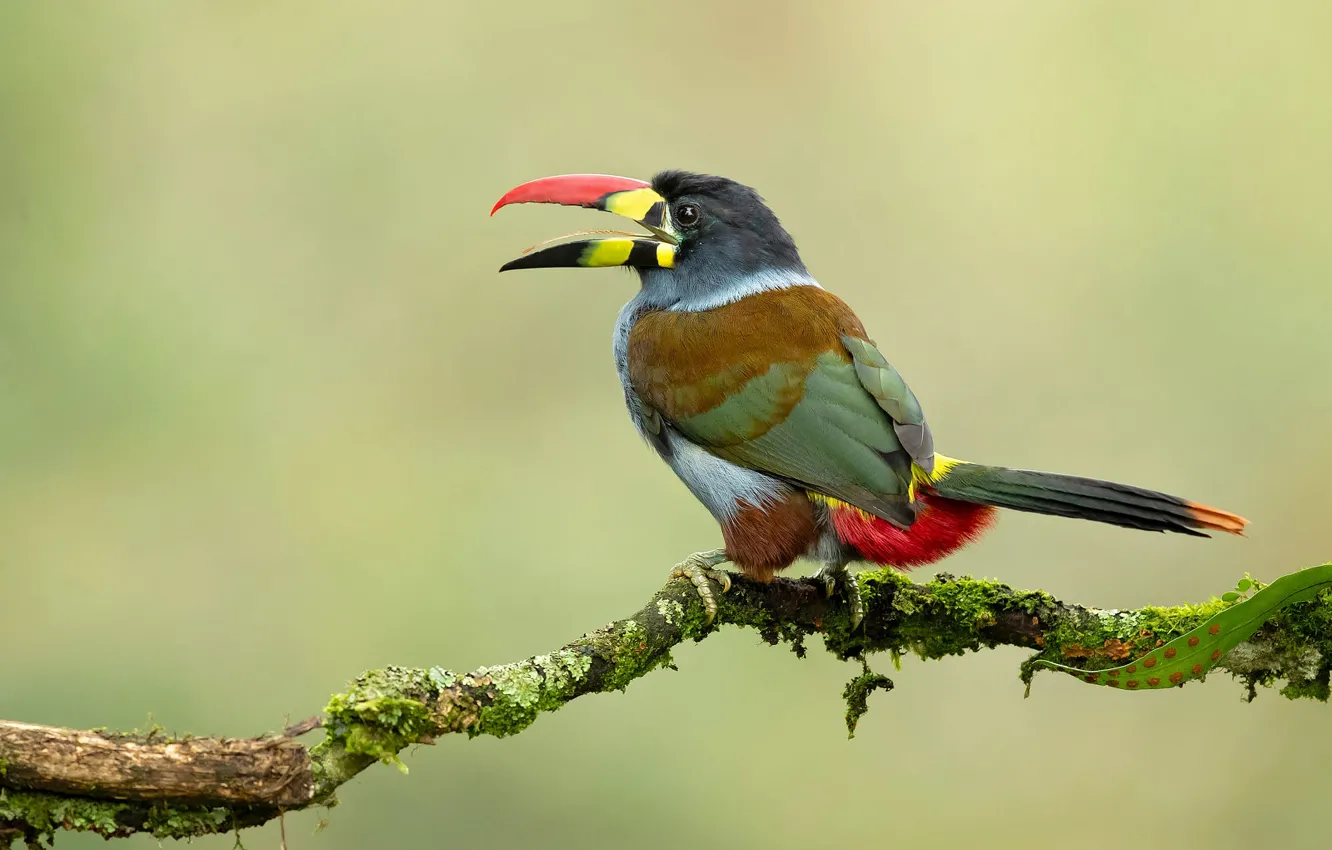 Photo wallpaper branches, bird, Toucan