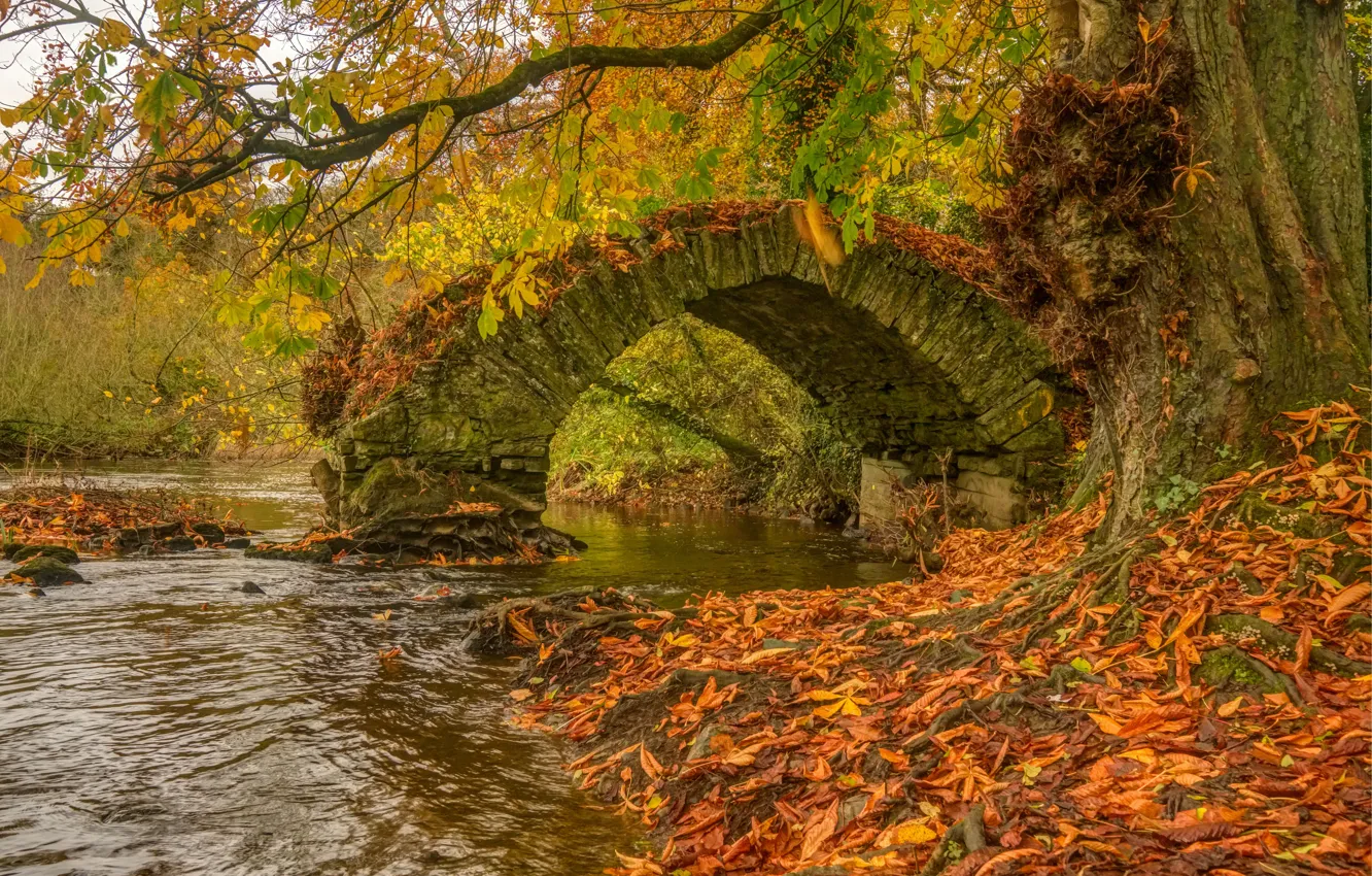 Photo wallpaper autumn, trees, bridge, river, Ireland, Ireland, fallen leaves, River Boyne