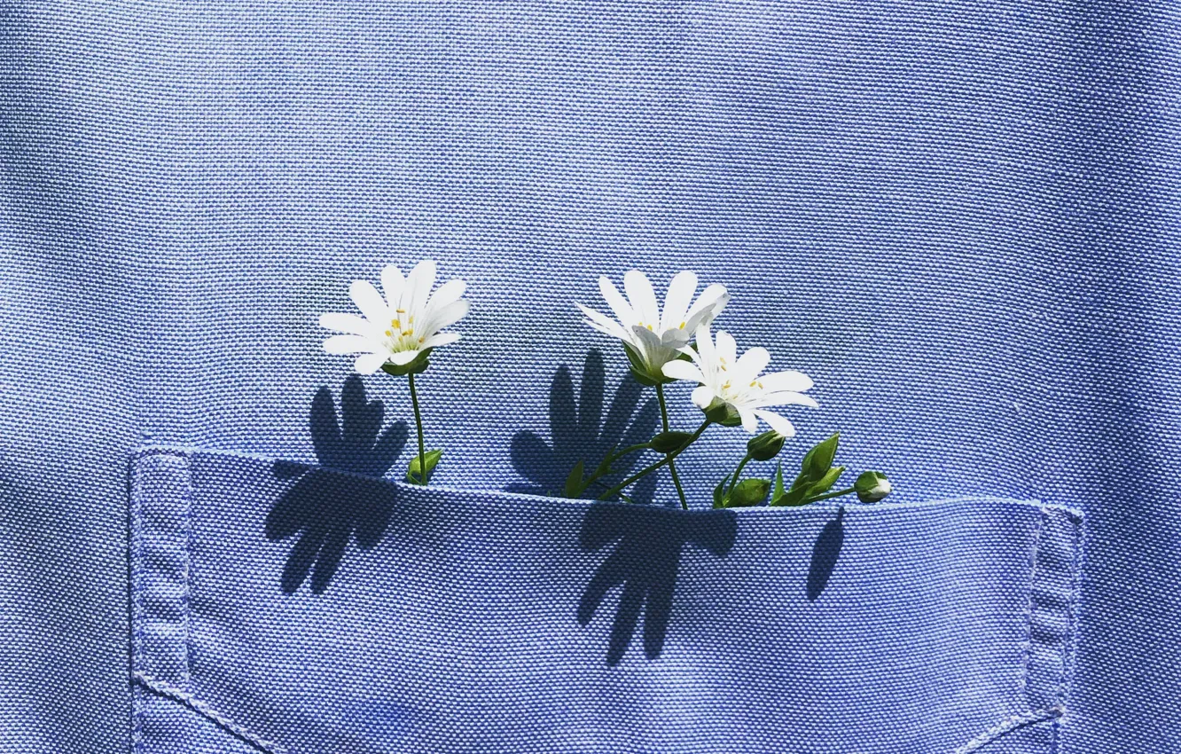 Photo wallpaper light, flowers, background, mood, shadow, spring, white, trio