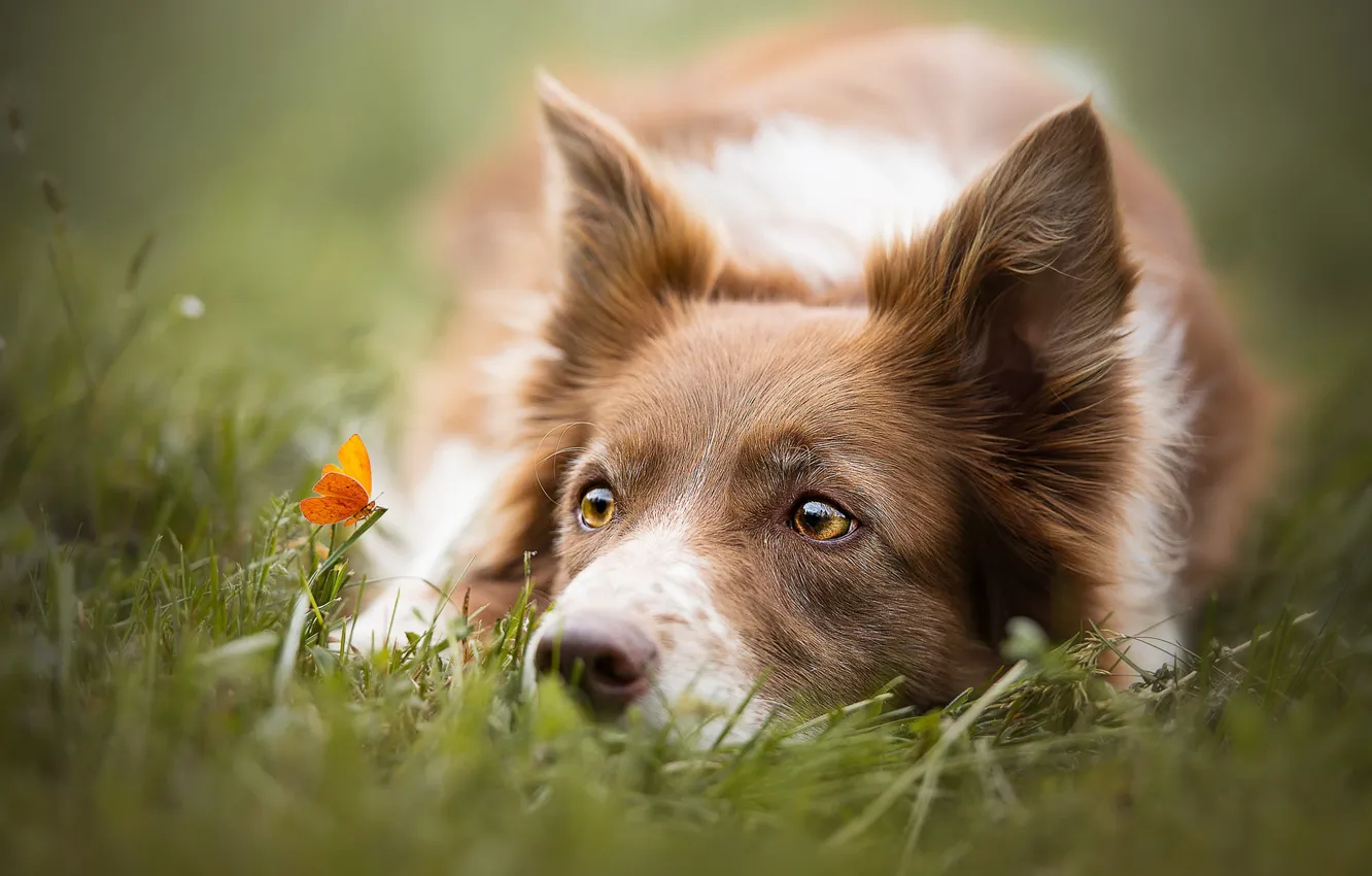 Photo wallpaper summer, grass, eyes, look, face, close-up, nature, butterfly