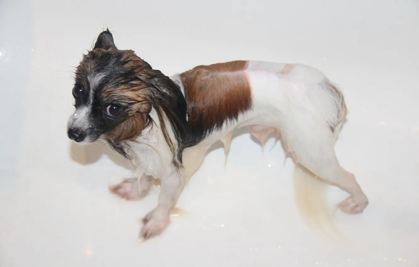 Photo wallpaper dog, bath, Papillon