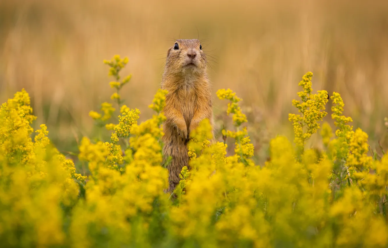 Photo wallpaper field, summer, flowers, yellow, pose, meadow, muzzle, gopher
