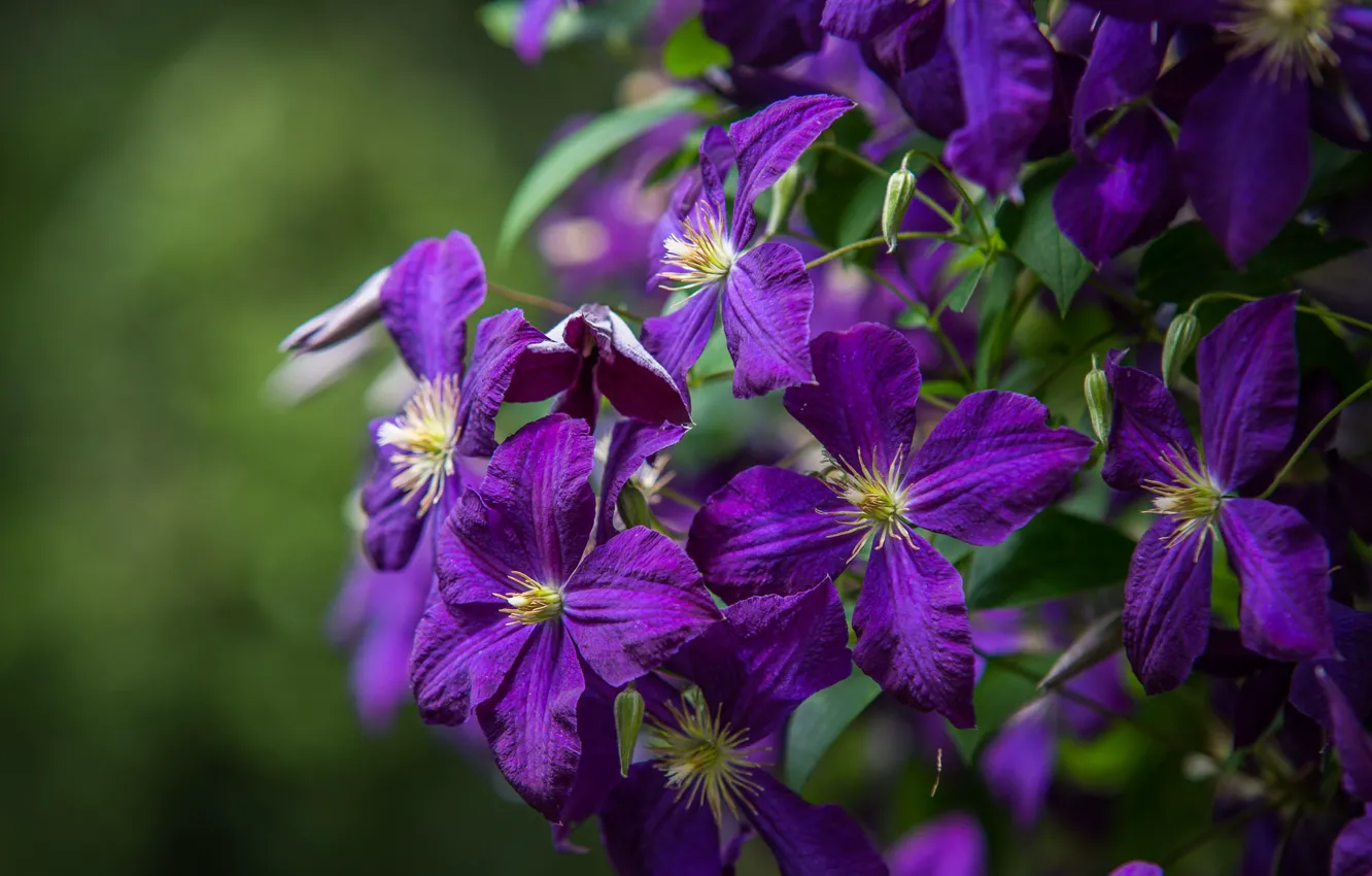 Photo wallpaper flowers, flowering, clematis, clematis