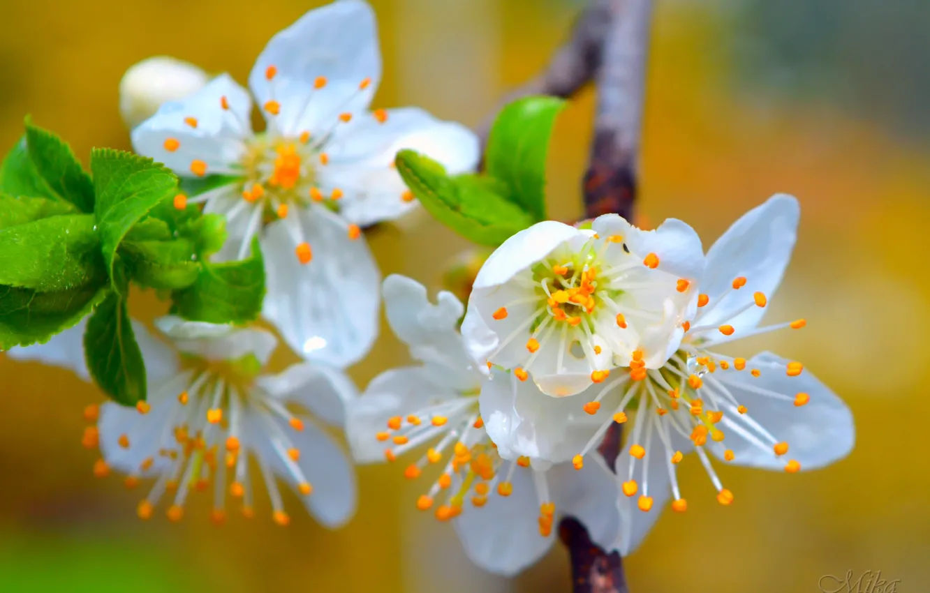 Photo wallpaper spring, flowering, spring, Flowering