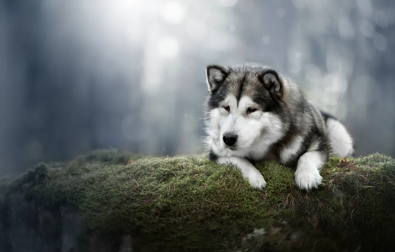 Photo wallpaper background, moss, dog, Alaskan Malamute