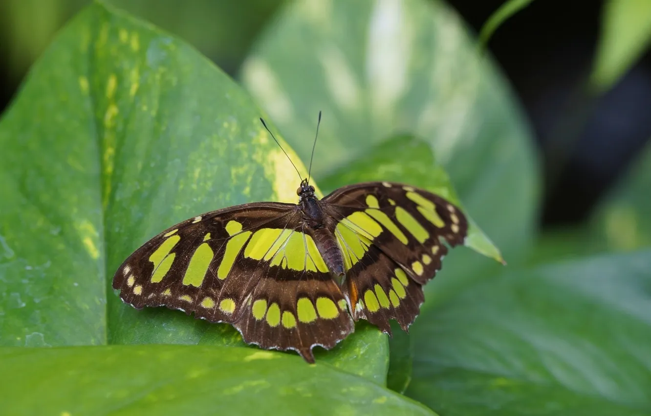 Photo wallpaper green leaves, butterfly, wings, beautiful, closeup