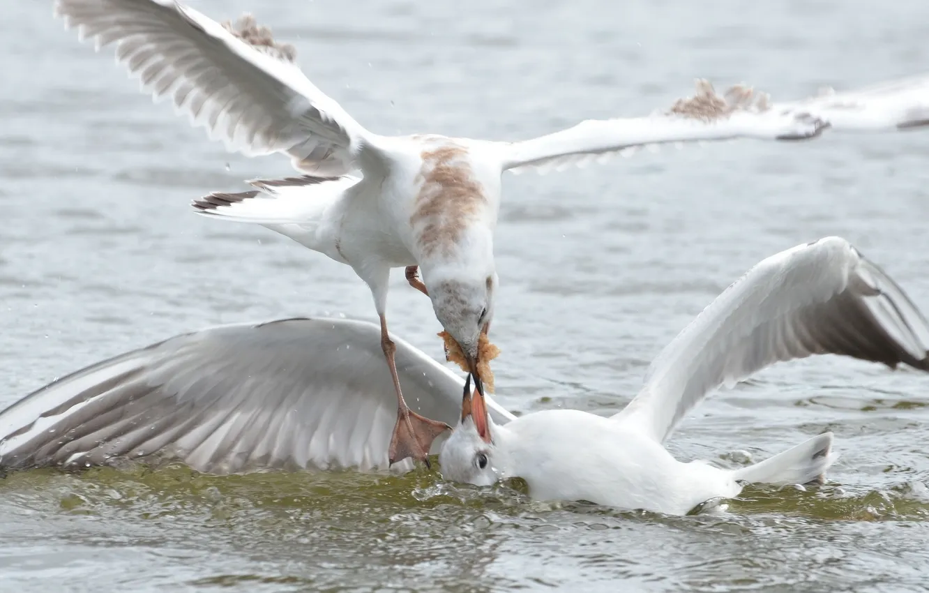 Photo wallpaper bird, seagulls, showdown
