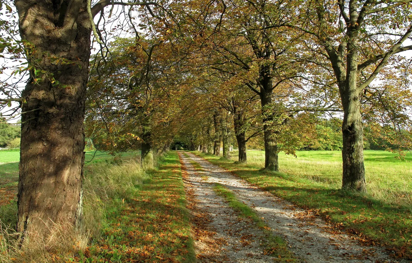 Photo wallpaper road, field, trees