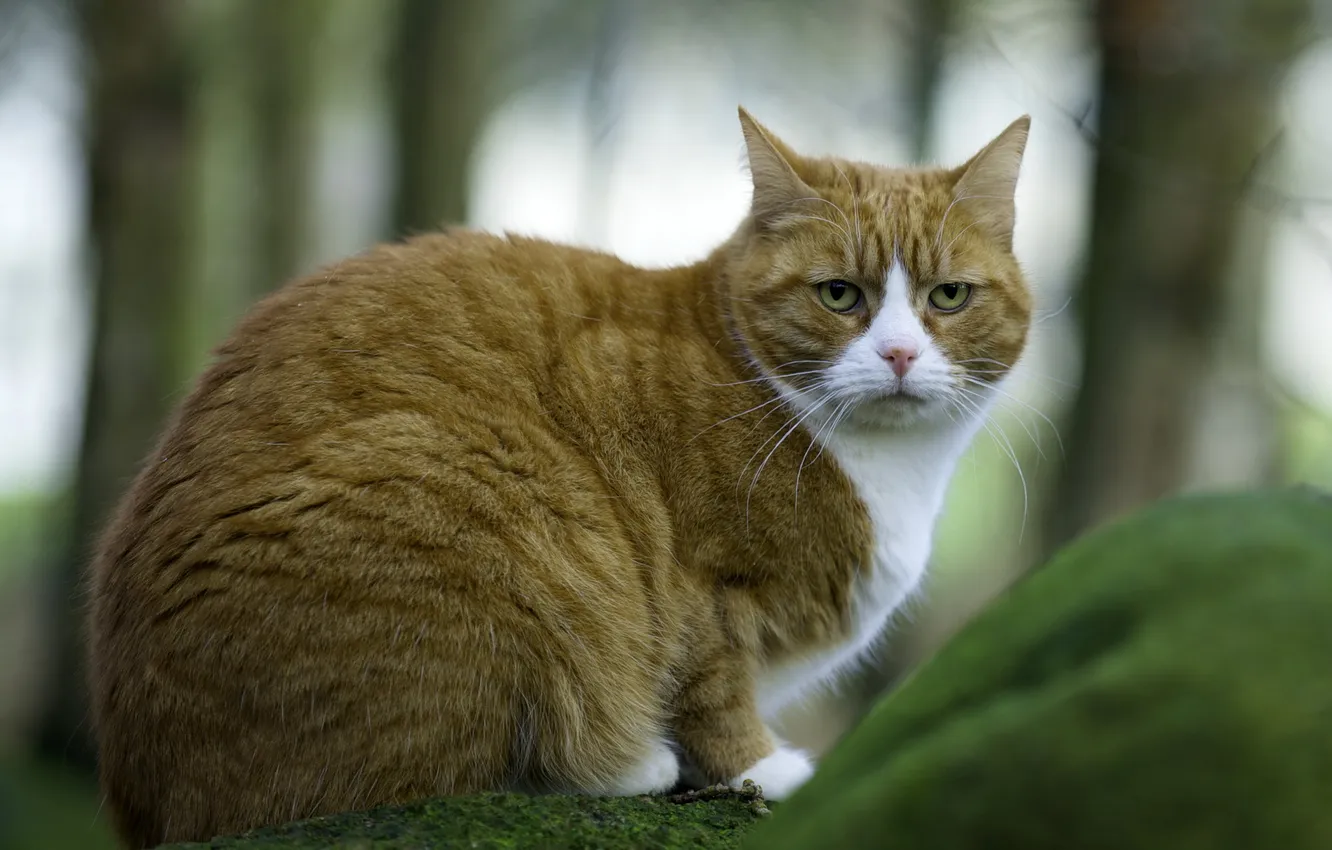 Photo wallpaper cat, look, background