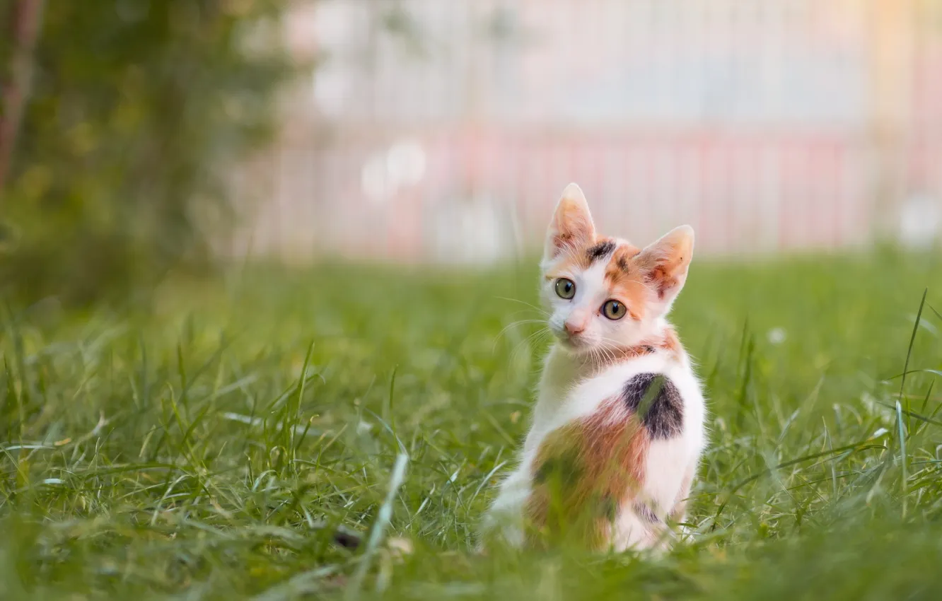 Photo wallpaper cat, look, background