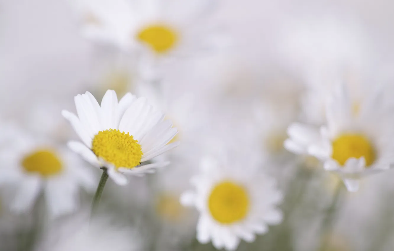 Photo wallpaper macro, nature, plant, chamomile, petals