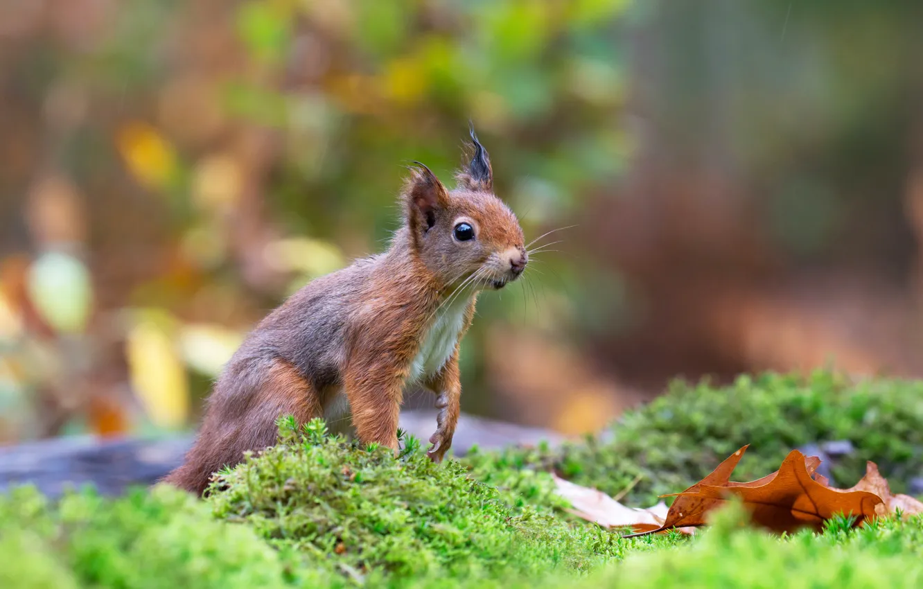 Photo wallpaper autumn, leaf, moss, protein, squirrel, squirrel