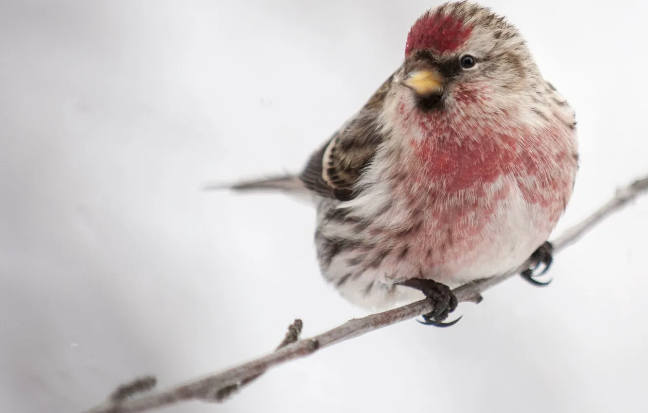 Photo wallpaper bird, winter, snowy, redpoll