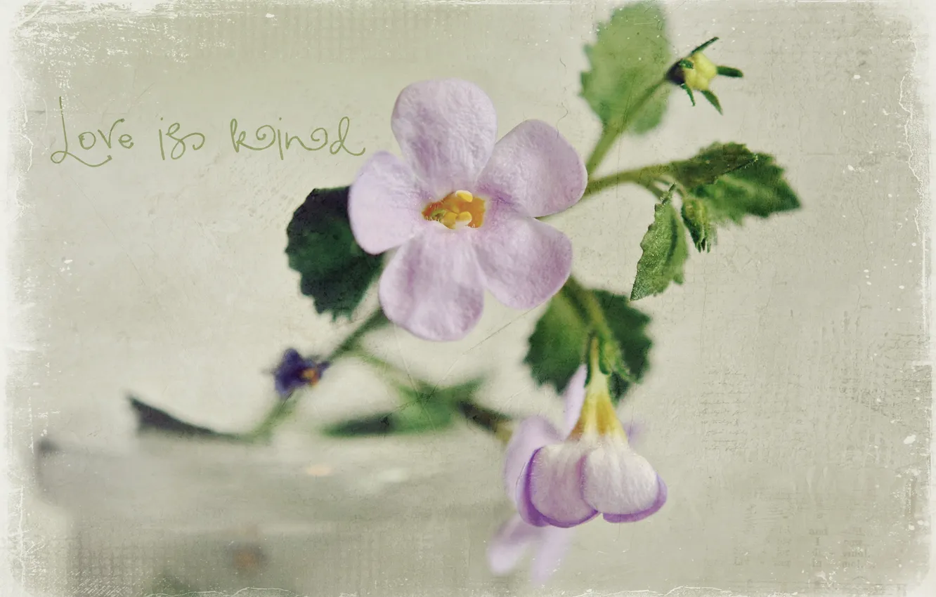 Photo wallpaper flower, style, background