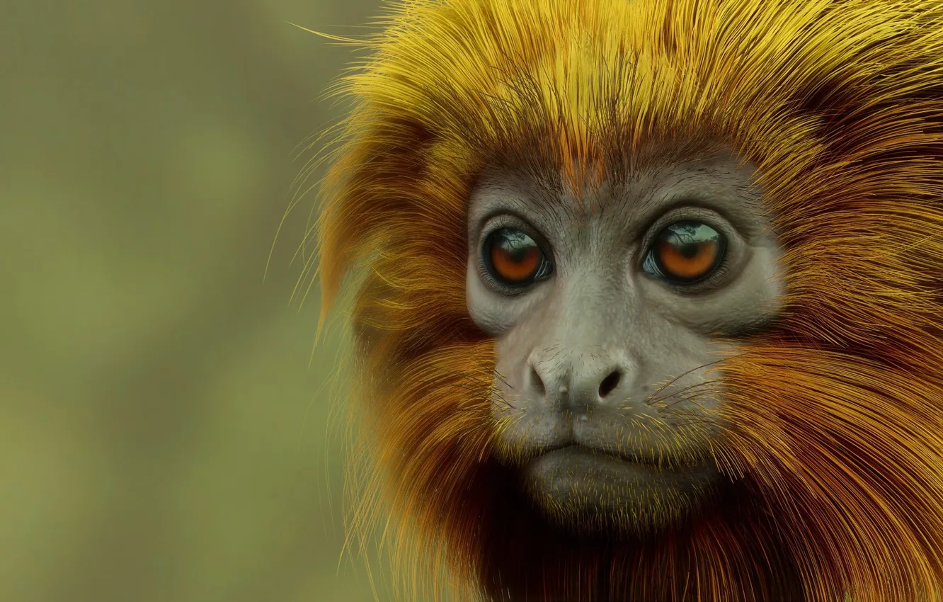 Photo wallpaper rendering, monkey, Monkey, Golden lion Tamarin, Evandro Moraes