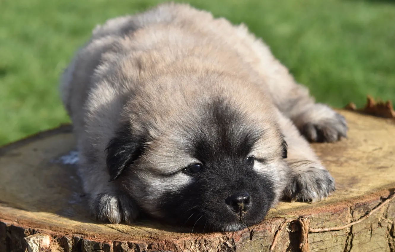 Photo wallpaper baby, puppy, the eurasier