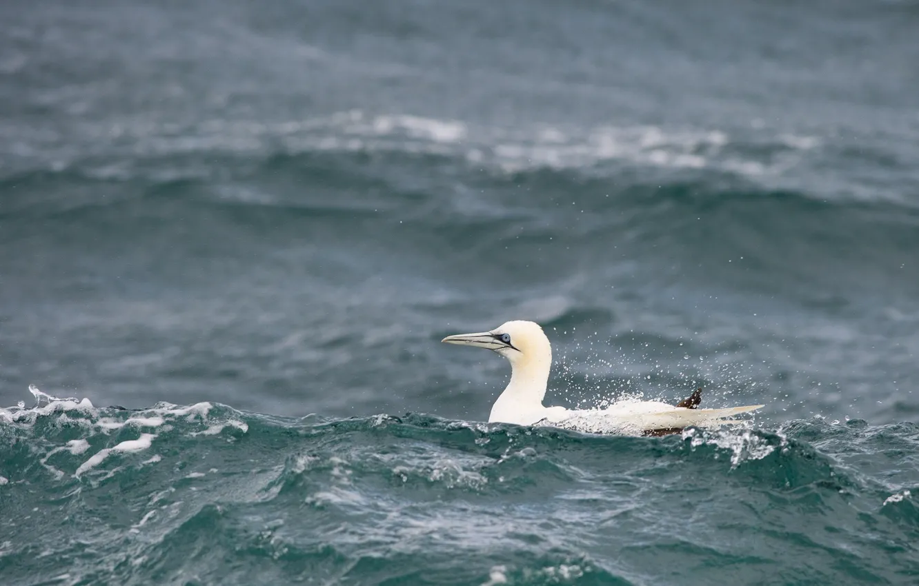 Photo wallpaper waves, sea, bird, wildlife, gannet