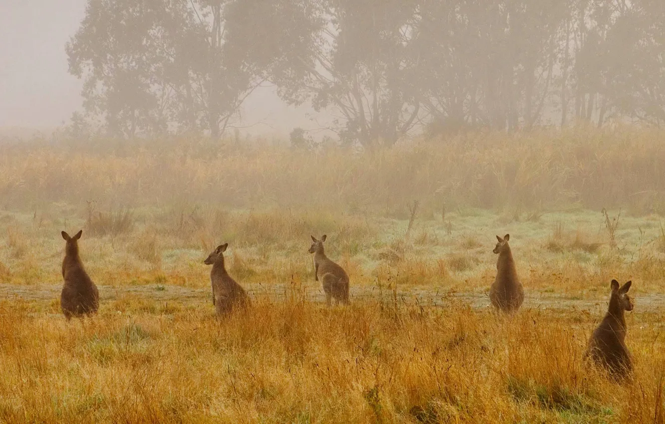 Photo wallpaper nature, fog, Australia, haze, National Park, giant kangaroo, Kosciuszko