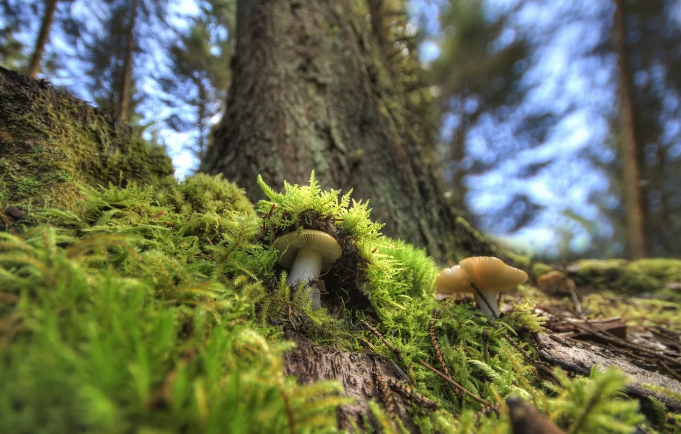 Photo wallpaper forest, macro, mushrooms, moss