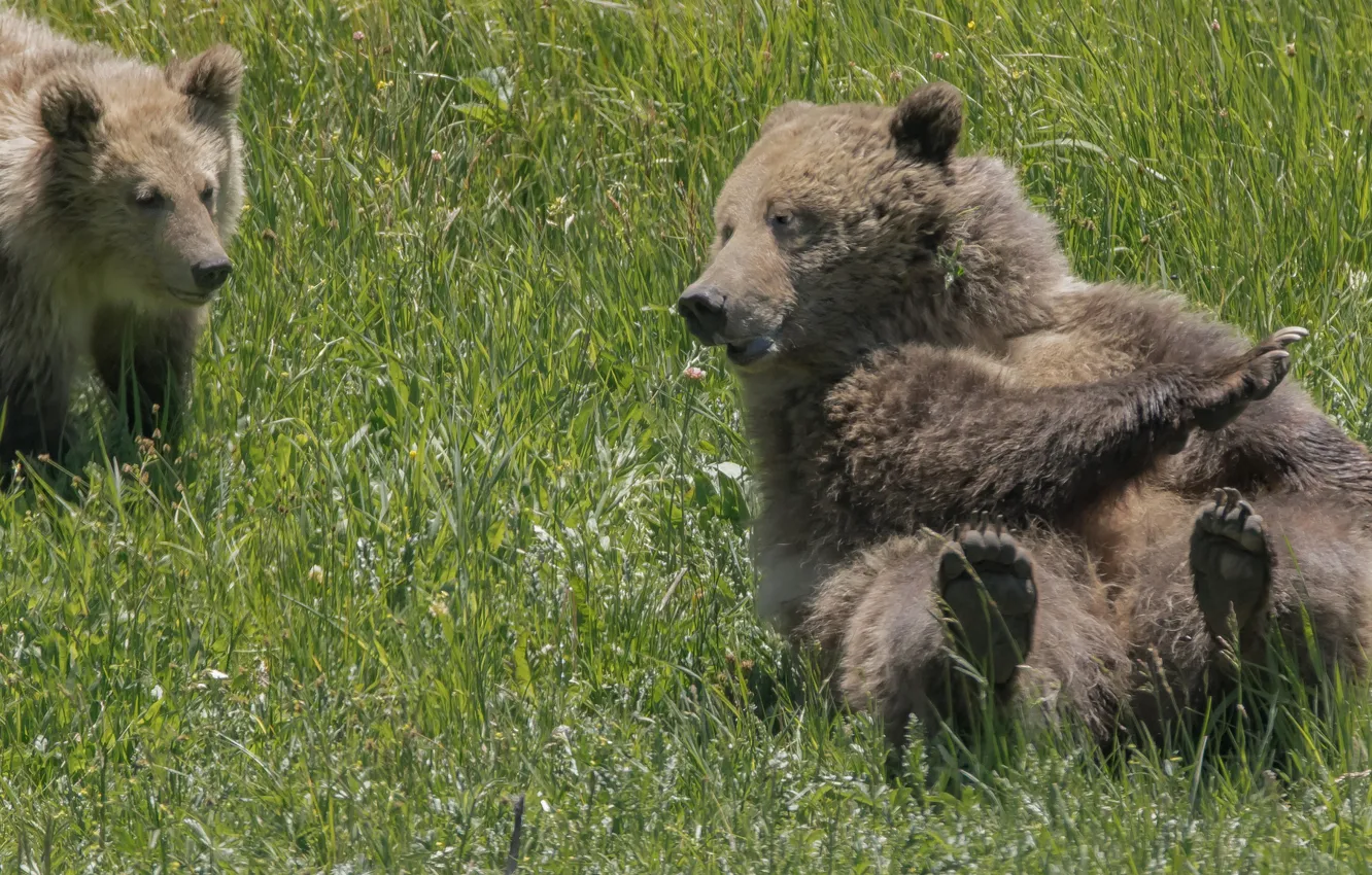 Photo wallpaper grass, bear, bear, grizzly, bear