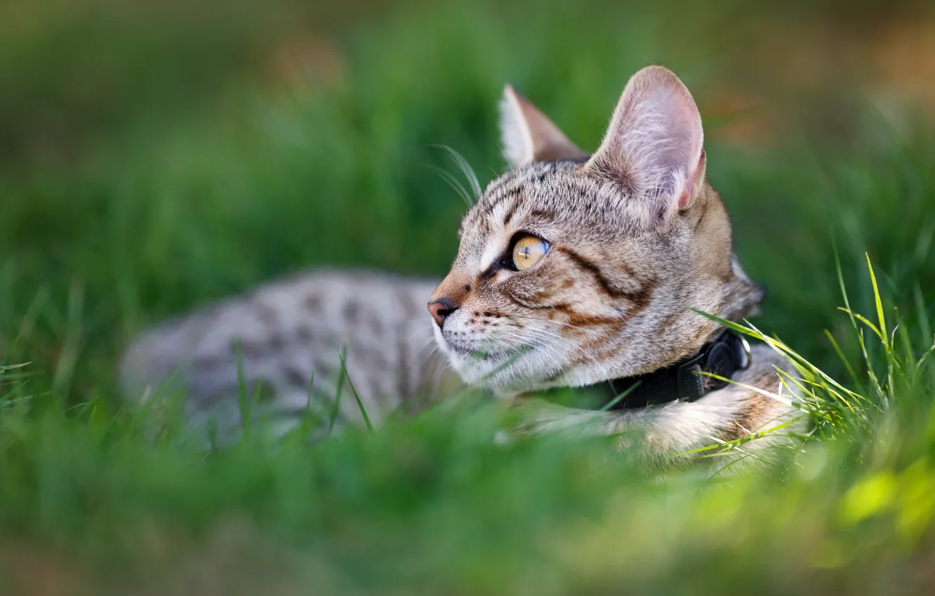 Photo wallpaper cat, grass, cat, look, kitty, lies, collar, kitty