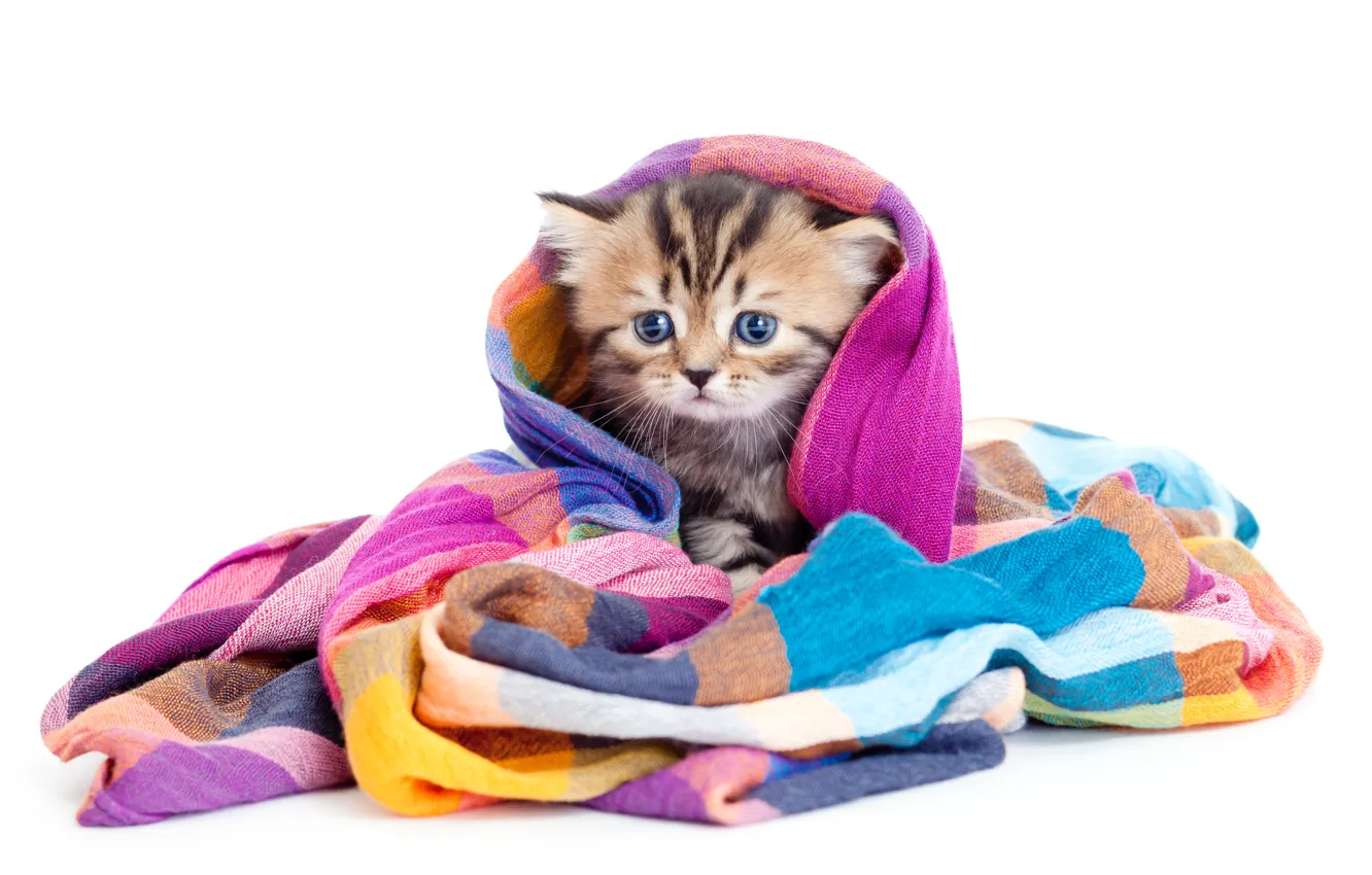 Photo wallpaper baby, kitty, shawl