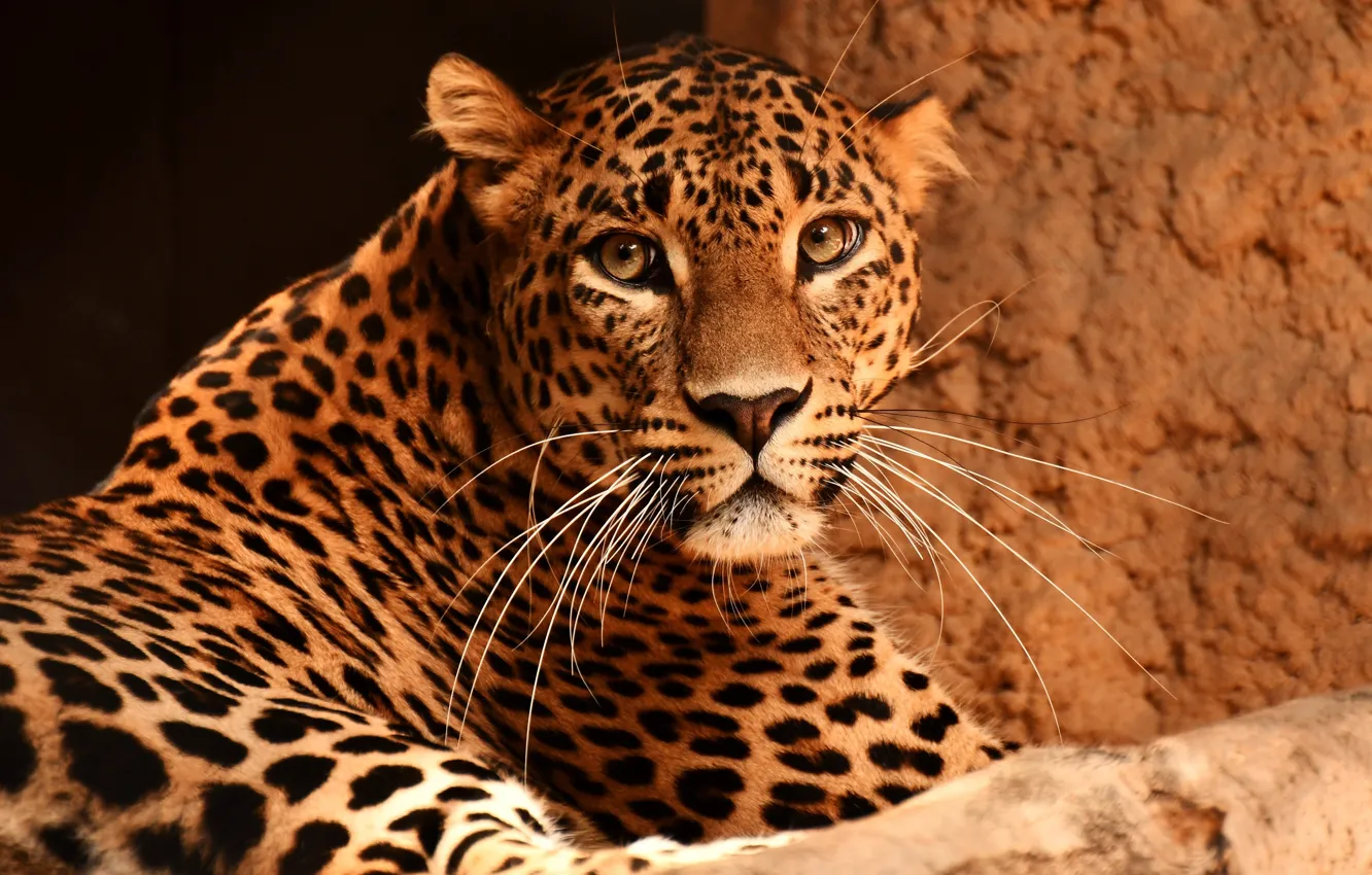 Photo wallpaper look, face, portrait, leopard, lies