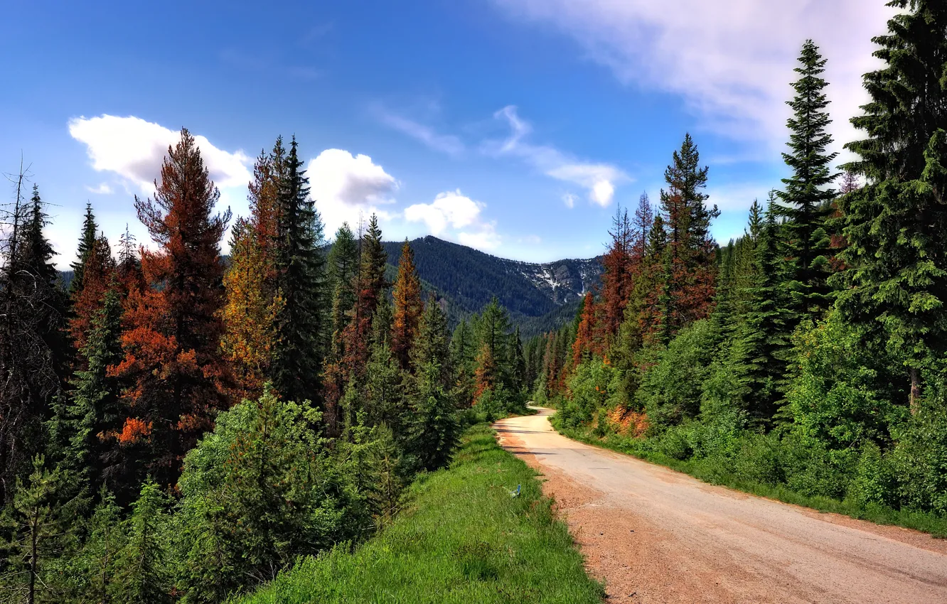 Photo wallpaper road, forest, trees, mountains