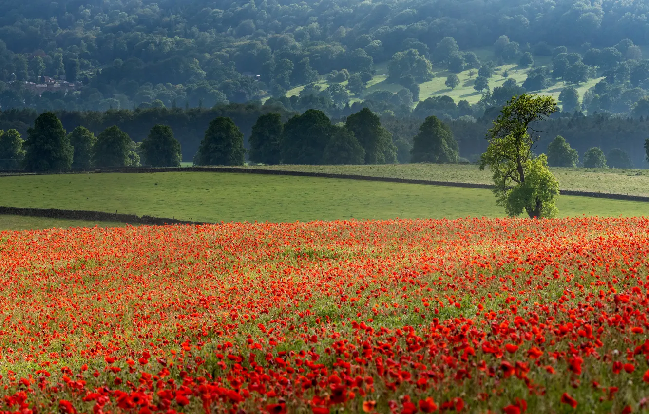 Photo wallpaper flowers, slope, trees, field, Maki, poppy field, forest