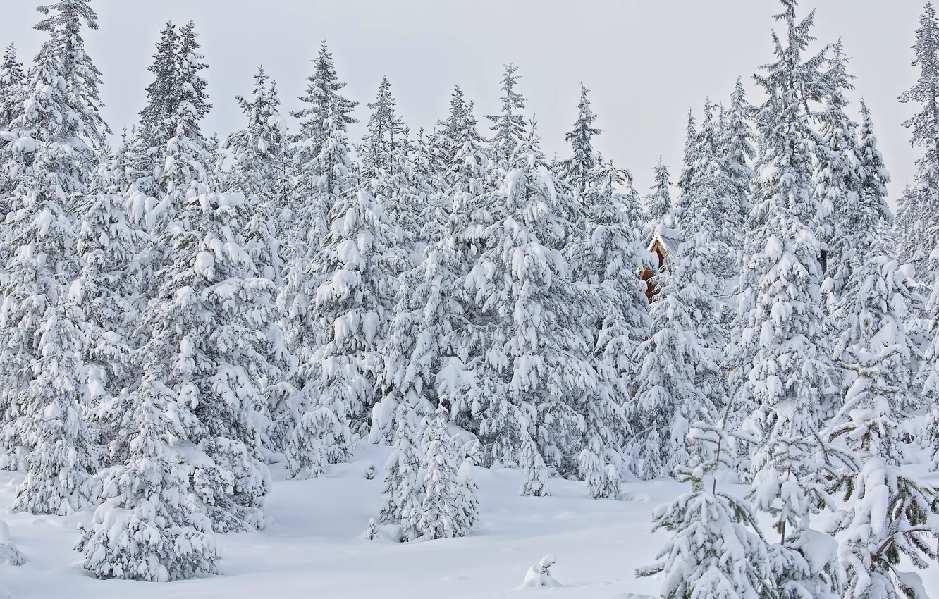 Photo wallpaper winter, forest, snow, trees, ate, Oregon, Oregon