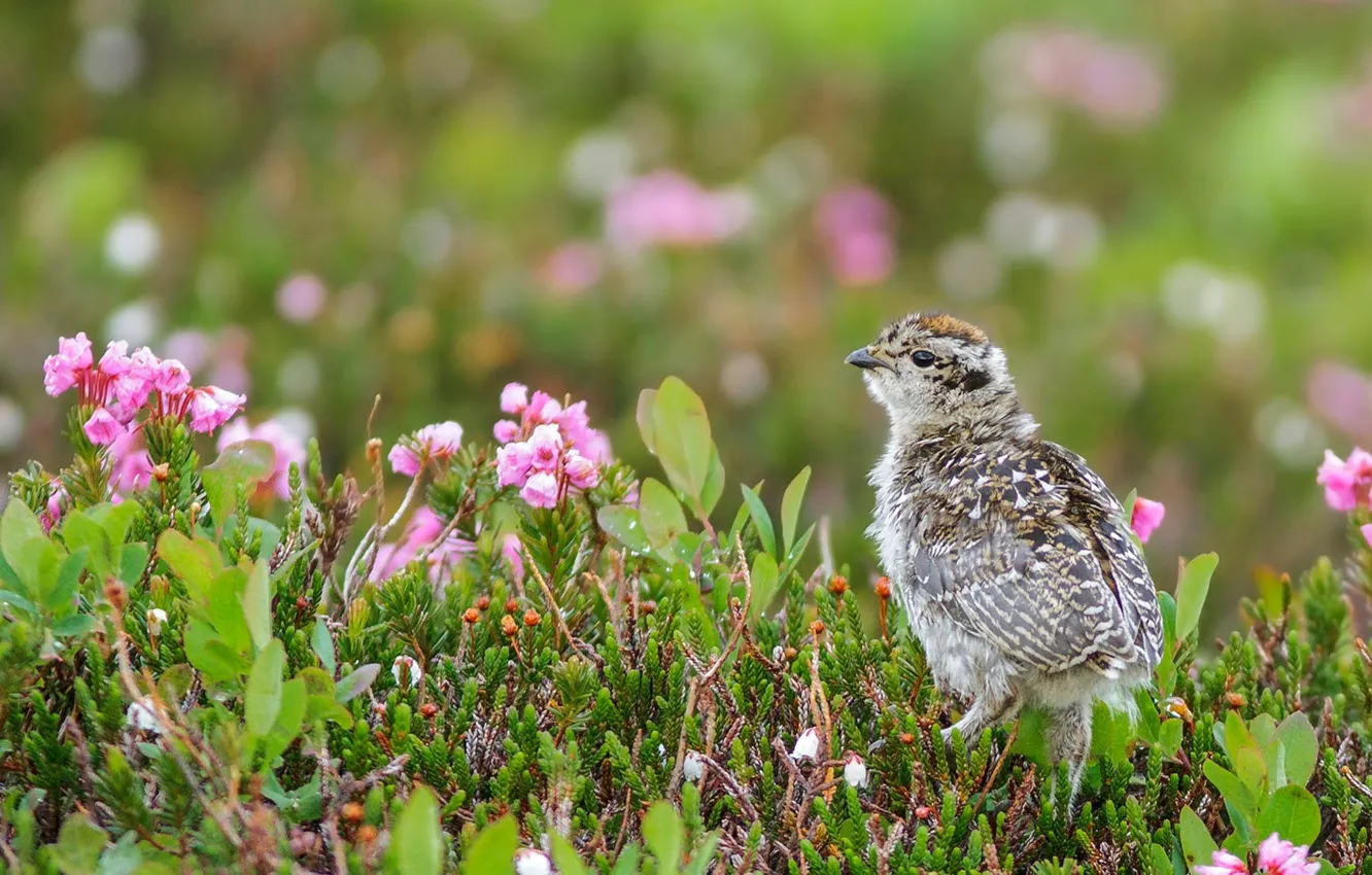 Photo wallpaper Canada, Chicks, British Columbia, White-tailed eagle