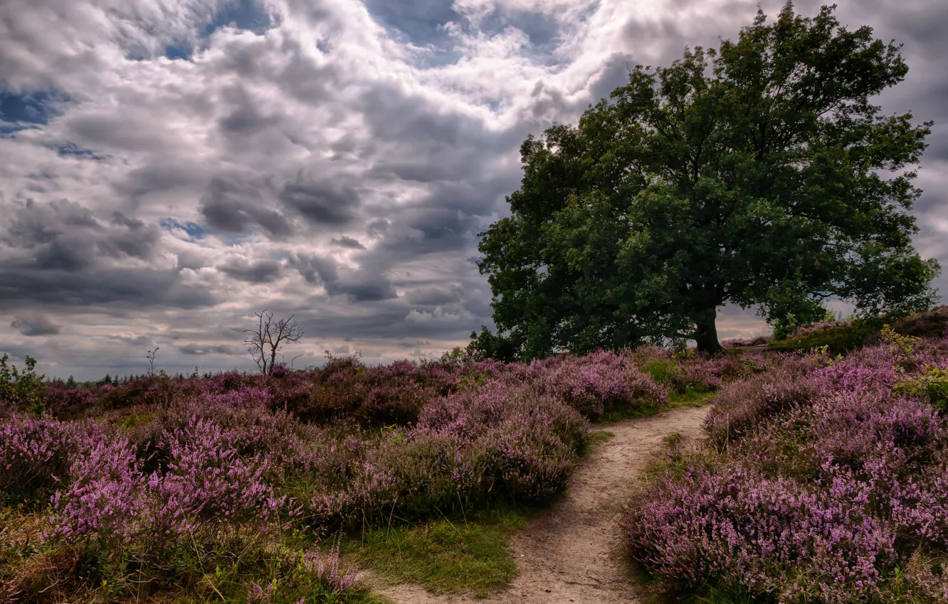 Photo wallpaper field, the sky, clouds, tree, overcast, path, the bushes, Heather