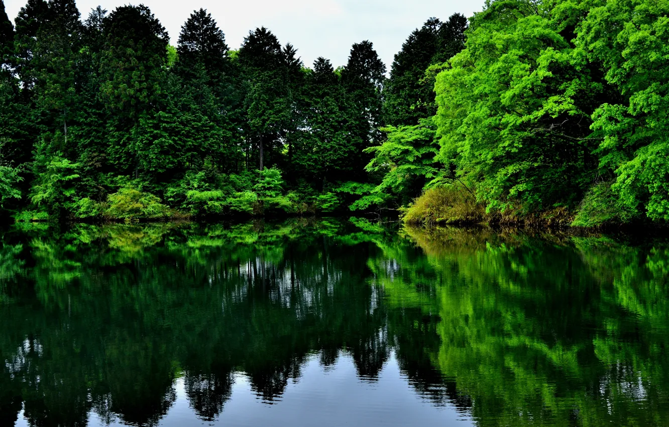 Photo wallpaper greens, trees, nature, lake, reflection