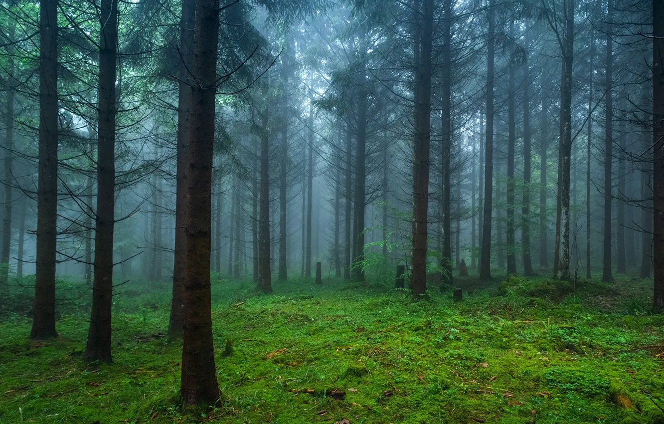 Photo wallpaper forest, trees, nature, fog