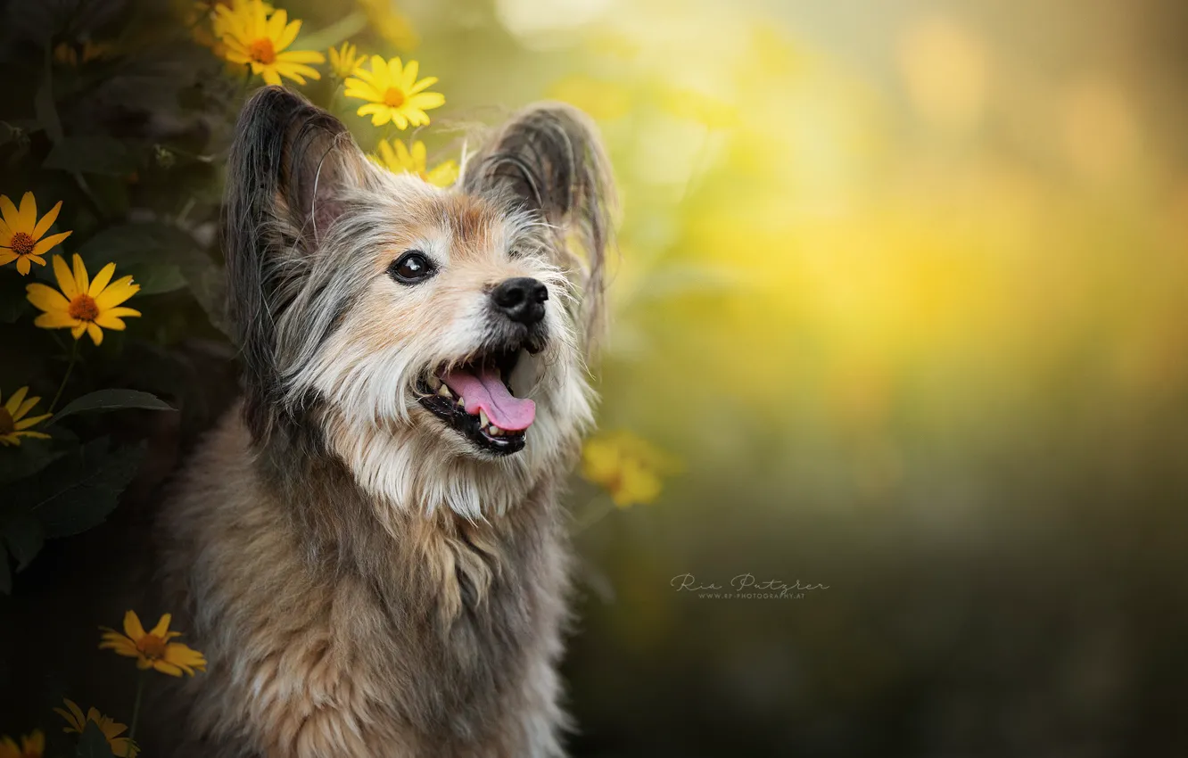 Photo wallpaper face, flowers, dog, bokeh