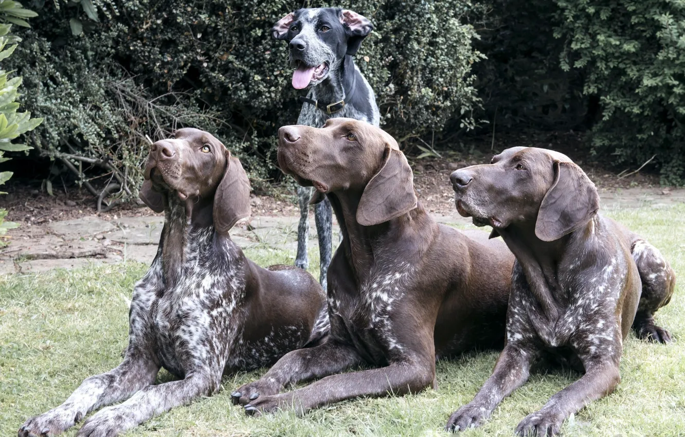 Photo wallpaper dogs, group, brown