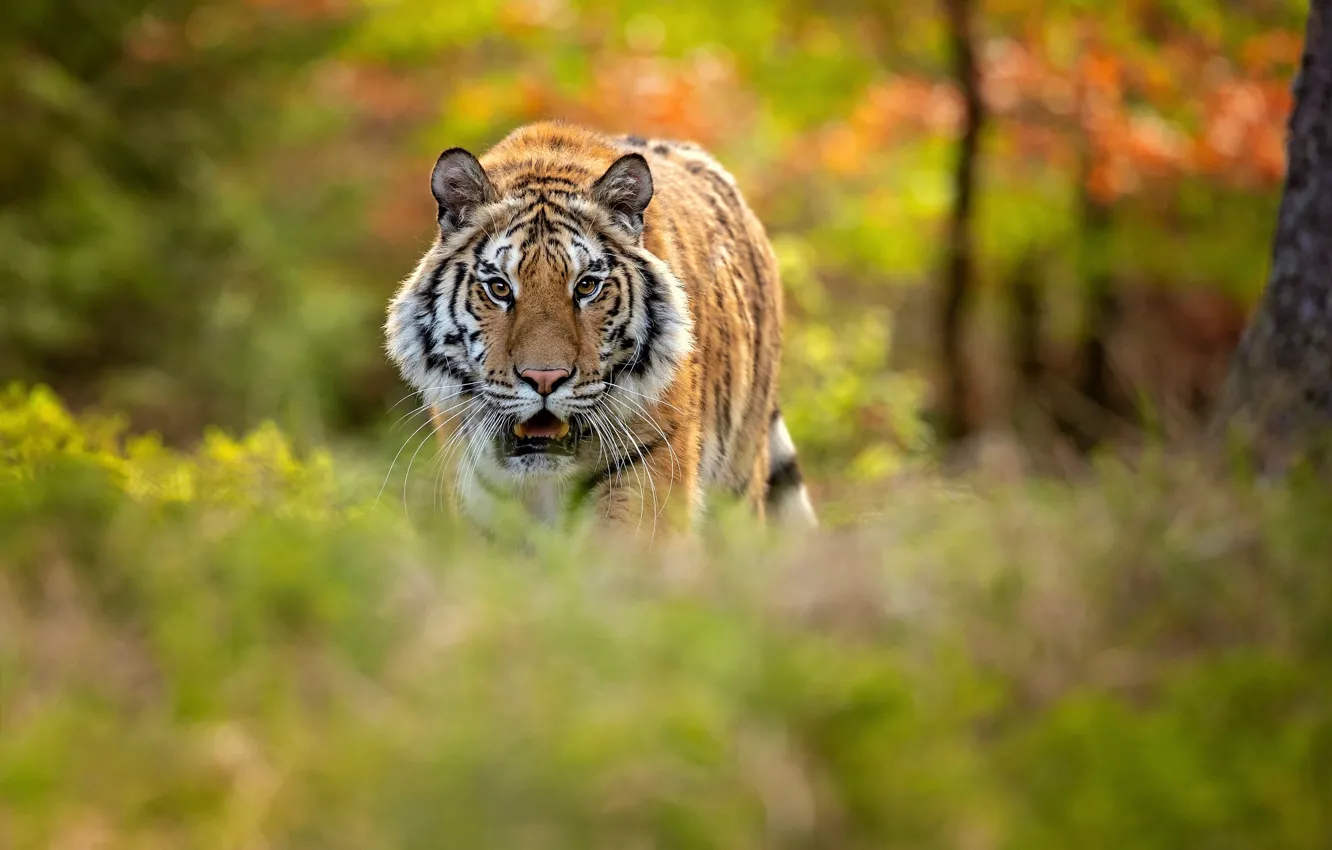 Photo wallpaper forest, tiger, bokeh, Siberian tiger