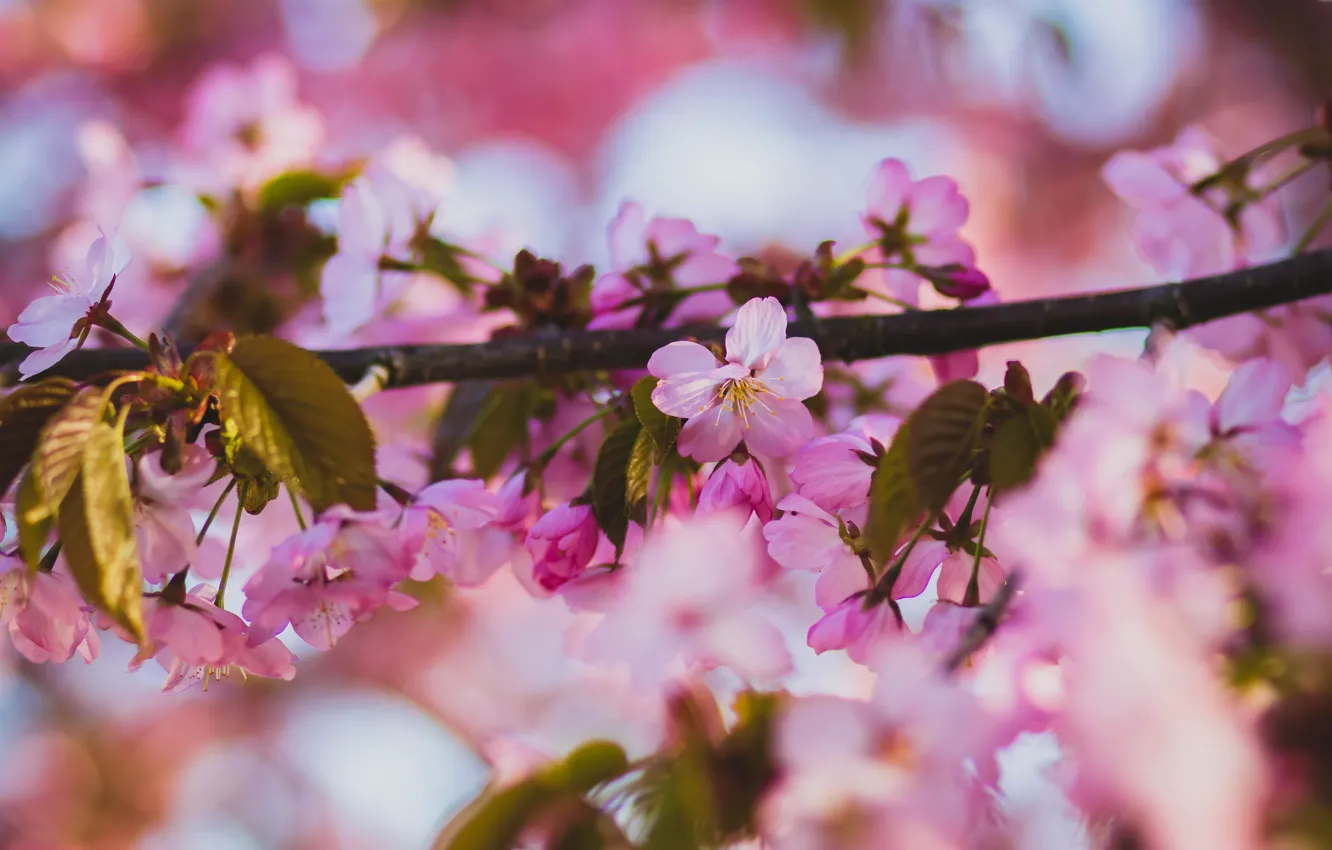 Photo wallpaper leaves, light, flowers, branches, cherry, beauty, spring, Sakura