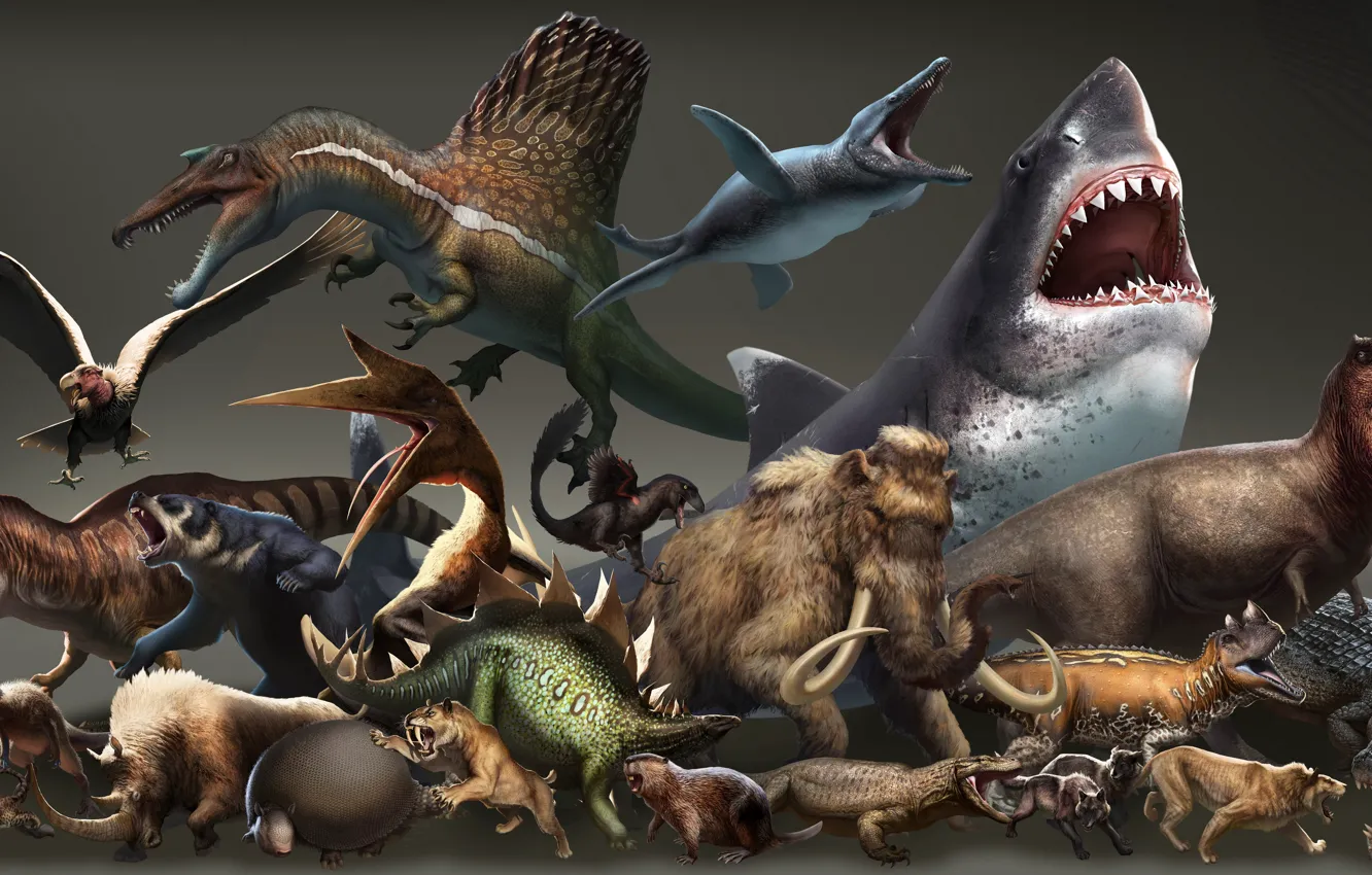 Photo wallpaper animal, different, a lot