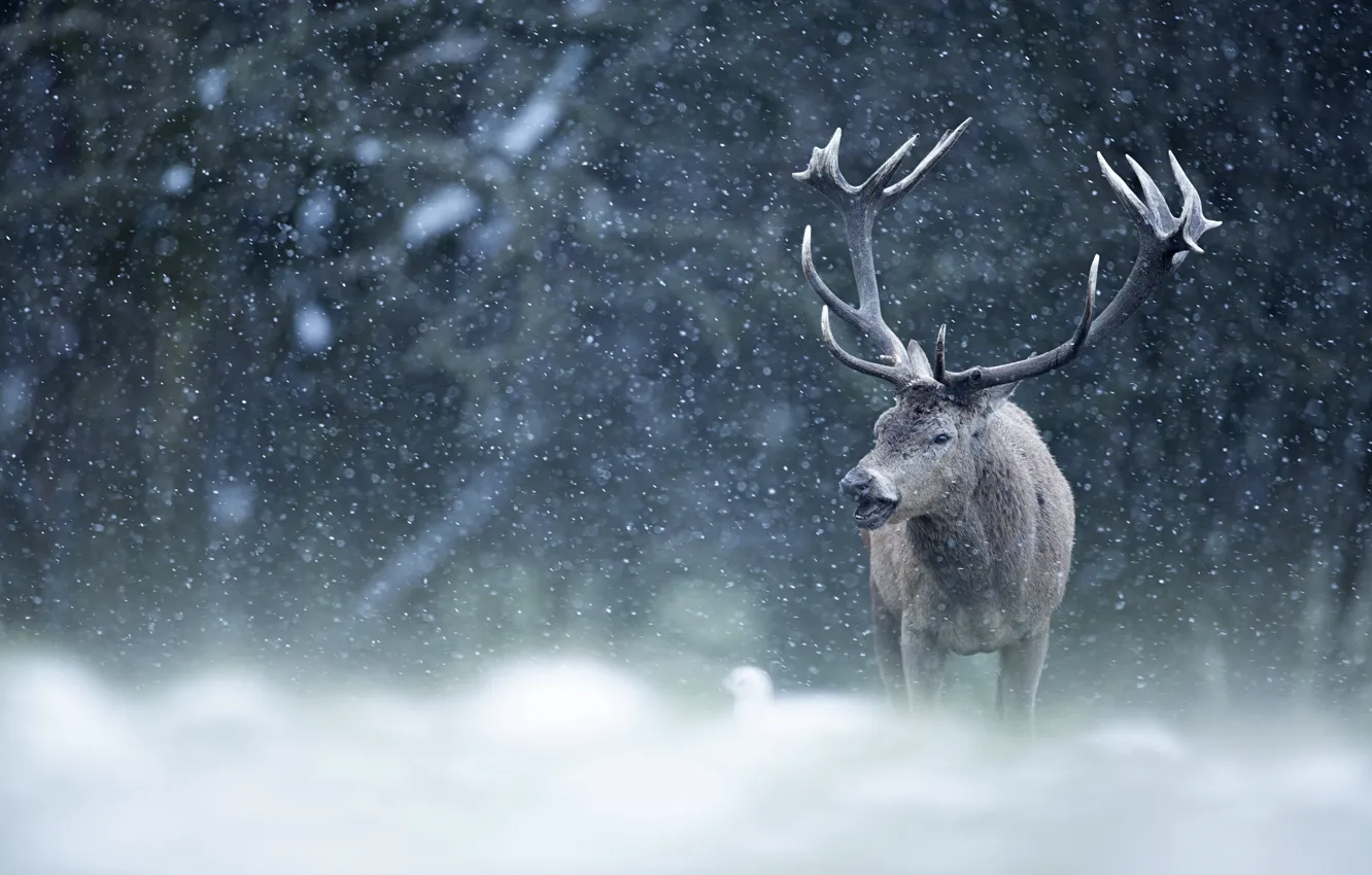 Photo wallpaper winter, forest, snow, branches, deer, the snow, horns, Blizzard