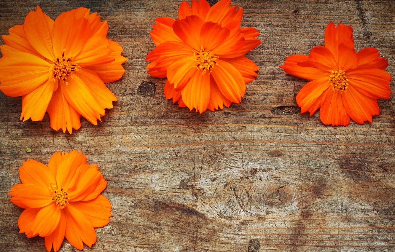 Photo wallpaper flowers, petals, orange, orange flowers