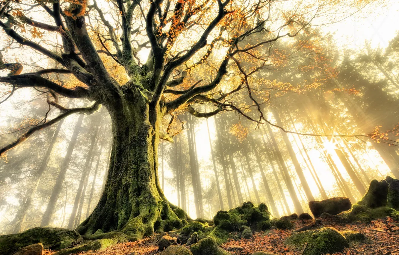 Photo wallpaper forest, rays, trees, haze