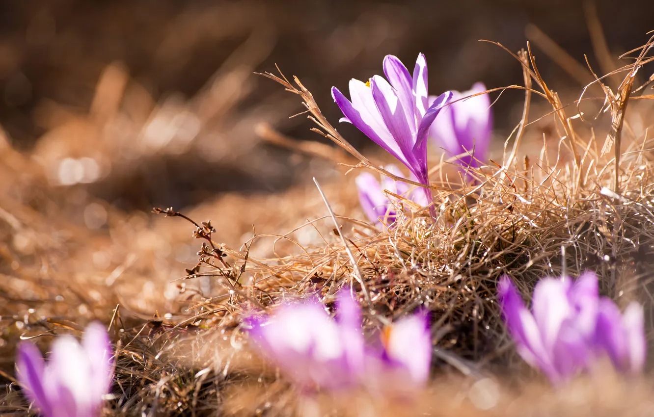 Photo wallpaper grass, flowers, nature, plant, spring, crocuses