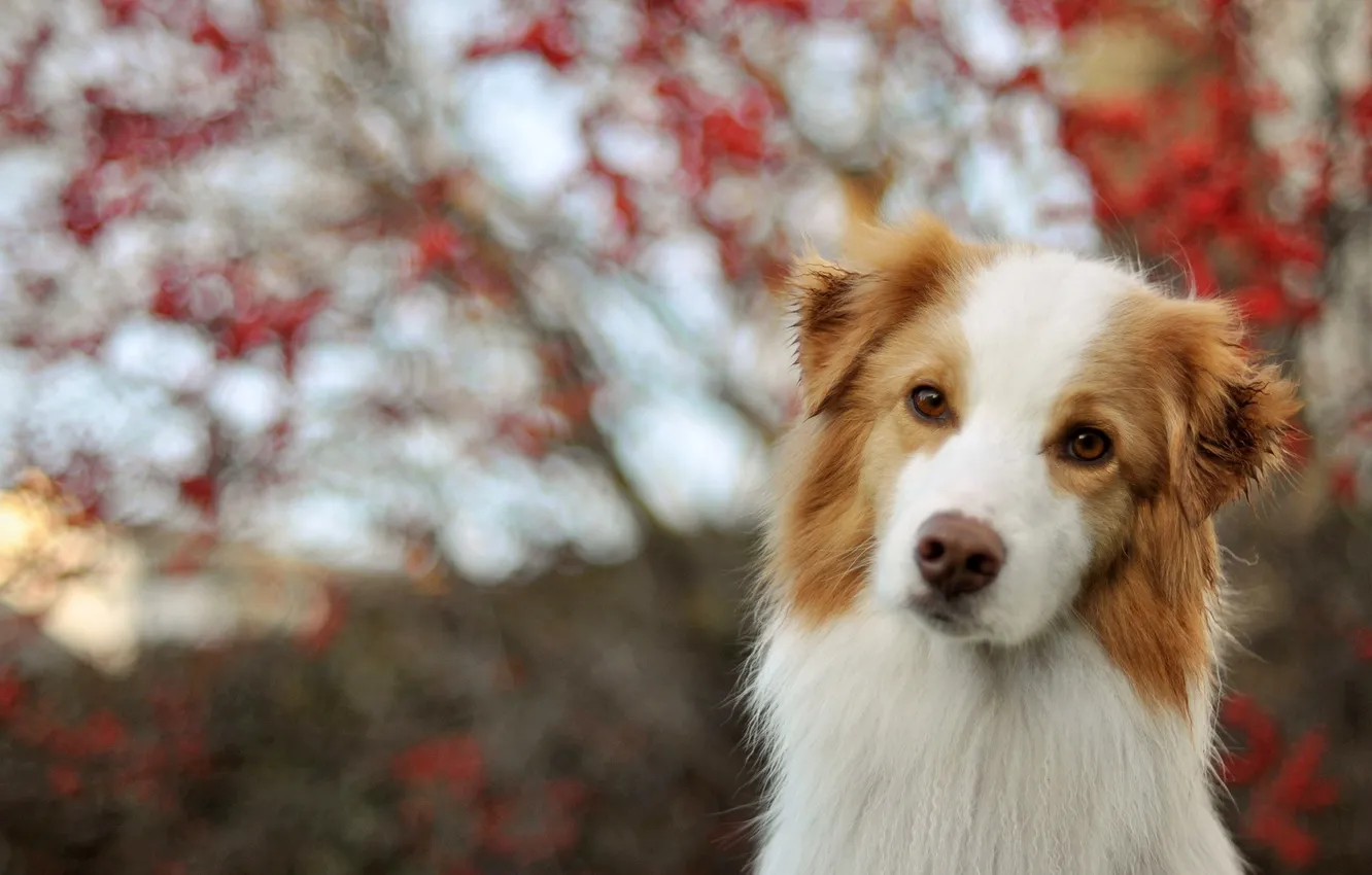 Photo wallpaper look, each, dog