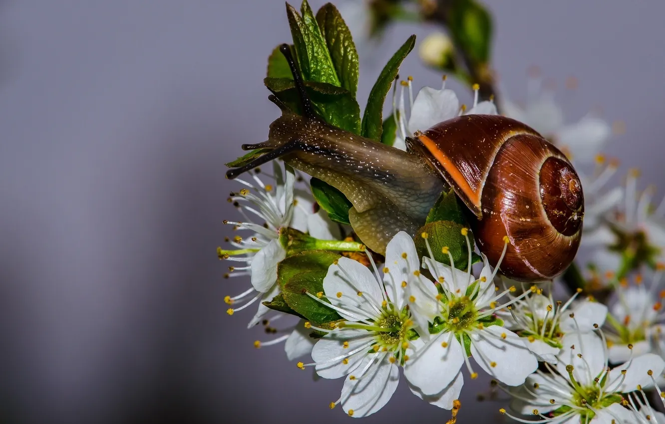 Photo wallpaper macro, flowers, snail