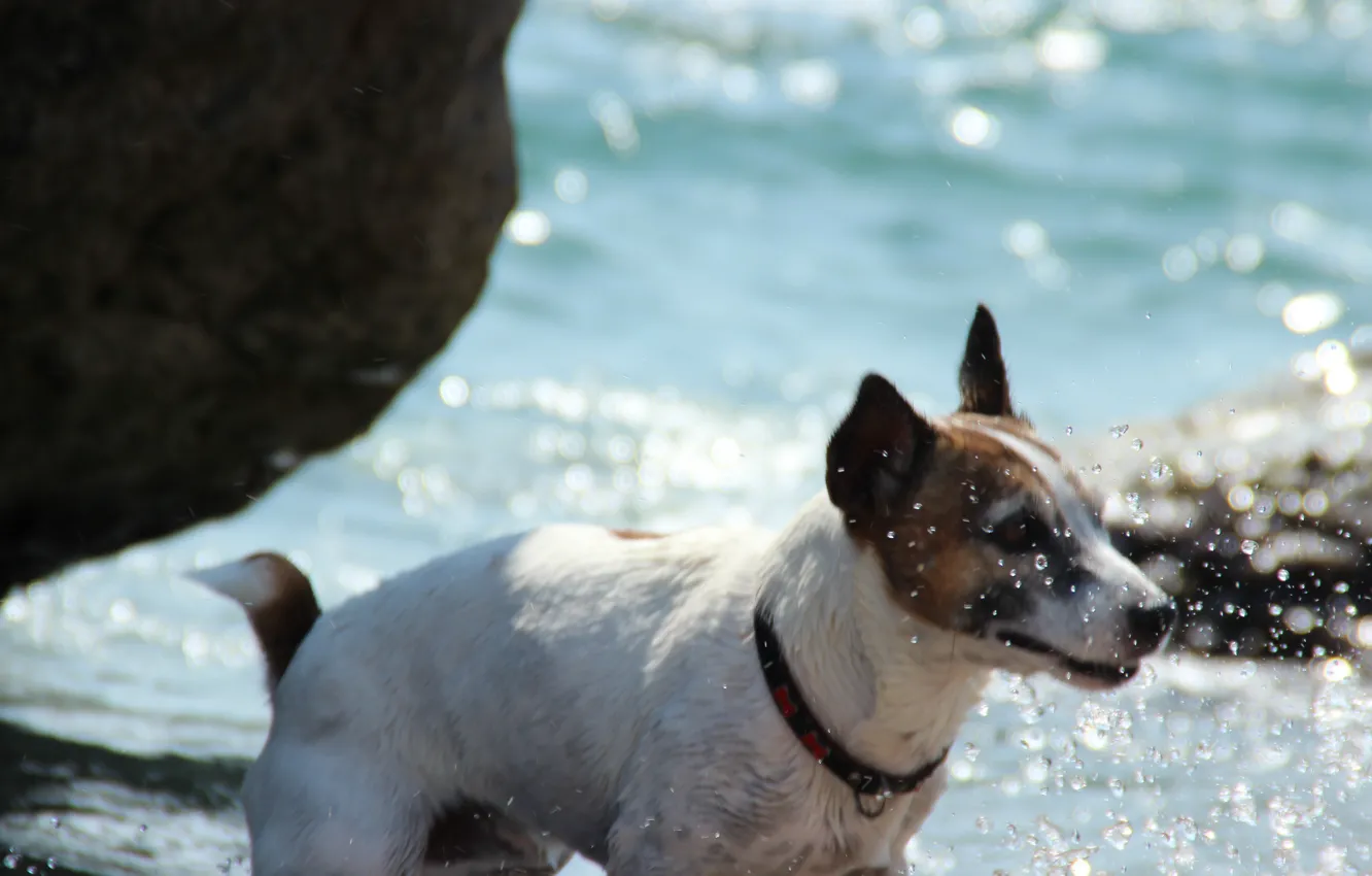 Photo wallpaper beach, Crimea, Barbosa
